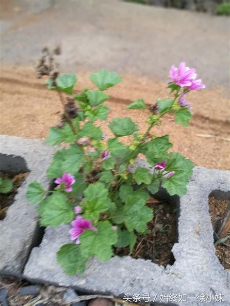 不要採摘花朵|路邊的野花到底能不能摘